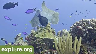 Cayman Reef Cam powered by EXPLOREorg [upl. by Nadaba]