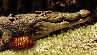 Saltwater VS Freshwater Crocodiles  CROCODILE  River Monsters [upl. by Scheers]