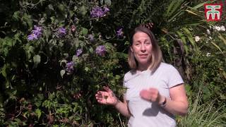 How to Prune Clematis Plants [upl. by Willtrude]