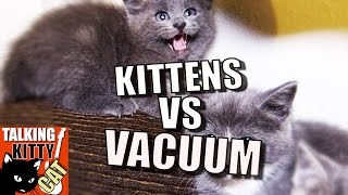 Talking Kitty Cat 49  Kittens vs Vacuum [upl. by Pelag]