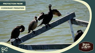 Protection From Cormorant Predation [upl. by Yattirb]