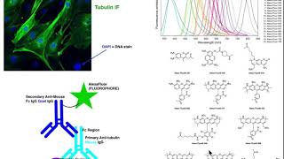 Biotechniques  Basic Principles of Immunofluorescence IF [upl. by Leehar]