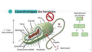 Les bactéries 🦠 [upl. by Skyler]