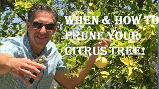 When amp How To PRUNE YOUR CITRUS TREE Cocktail Eureka Meyer OroBlanco Bearss [upl. by Hefter]