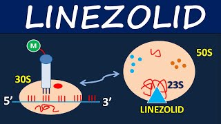 Linezolid Zyvox  Mechanism side effects and uses [upl. by Artek264]