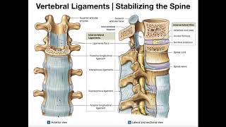 The Major Ligaments of the Spine [upl. by Budd]