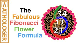 The fabulous Fibonacci flower formula [upl. by Haonam]