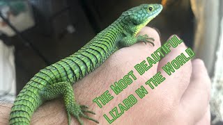 Abronia Mexican Alligator Lizard  Unboxing amp Setup [upl. by Etnovaj]