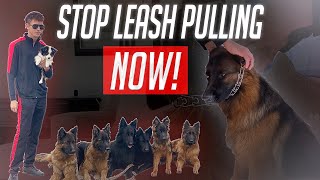 How To Use A Prong Collar To Train Your Dog [upl. by Belak612]