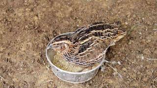 Male Quail Calling [upl. by Abbate]