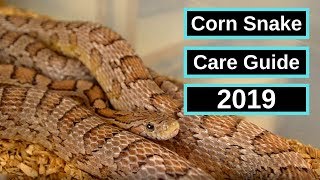 Corn Snake Complete Care Guide [upl. by Minette577]