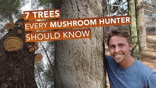 7 Trees Every Mushroom Hunter Should Know [upl. by Namrac]