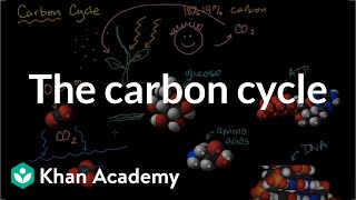 The carbon cycle  Energy and matter in biological systems  High school biology  Khan Academy [upl. by Clemence]