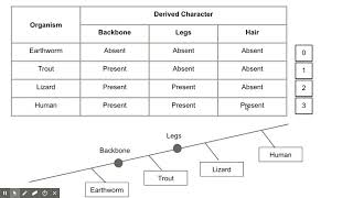 How to Create a Cladogram [upl. by Pathe788]