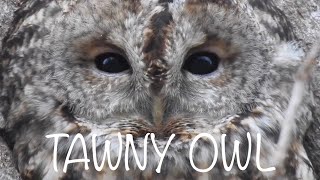 Tawny Owl Call Three different calls [upl. by Ayaet]