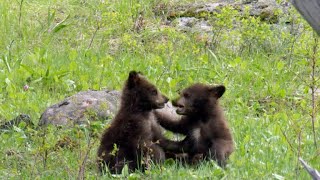 Nature Bear cubs [upl. by Etnoved]