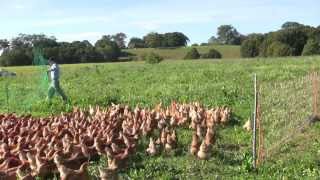 Collecting The Eggs Free Range Chickens with Daniel OBrien [upl. by Alyosha]