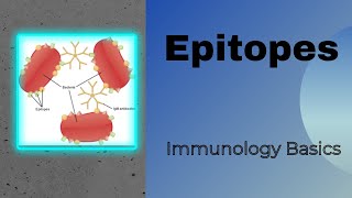 Epitopes  Antigenic determinant  Genesis Academy Epitopes [upl. by Tali]