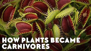 How Plants Became Carnivores [upl. by Isawk]