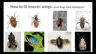 Insect Pest Identification [upl. by Curzon]