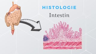 Histologie de lintestin [upl. by Asir]