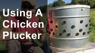 Using a Chicken Plucker [upl. by Araet]