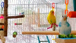 The Best 3 Hours PARAKEETS singing NEW [upl. by Pollie]