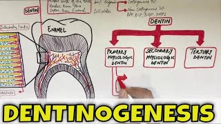 Dentinogenesis  Dentin Composition Structure Types and Formation [upl. by Harhay]