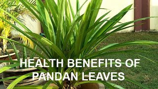 HEALTH BENEFITS OF PANDAN LEAVES [upl. by Rayham]