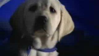 K9 Advantix Commercial Hello Mother Hello Father [upl. by Karlen]