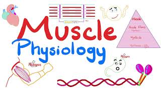 Muscle Structures  Actin Myosin  I band A band H zone M line  Muscle Physiology Series [upl. by Onairpic]