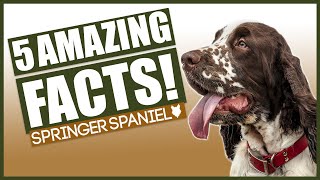 SPRINGER SPANIELS Top 5 Incredible Facts About The Springer Spaniels [upl. by Pax]