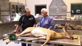 Q1 Buck Pole Epizootic hemorrhagic disease EHD with Tom Cooley [upl. by Loredana114]