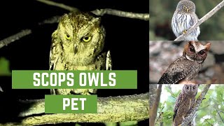 Scops owls  scops owl feeding  scops owl feeding  scops owl care  scops owl pet [upl. by Aehsila]