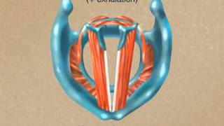 Basic Eye Anatomy and Physiology [upl. by Kobylak]