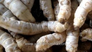 Silk worm farming in India how your silk is made [upl. by Marga398]