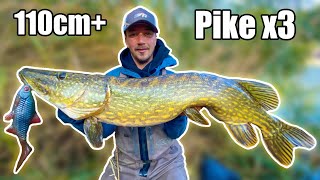 DREAM FISHING Our BEST Pike Fishing in Small River from Shore  Team Galant [upl. by Bowes]