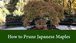 How to Prune Japanese Maple Trees Acer palmatum  Part 1 [upl. by Enilrek]