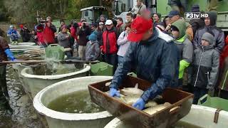 Unsere Landwirtschaft in NÖ  Abfischen im Waldviertel [upl. by Etteval]