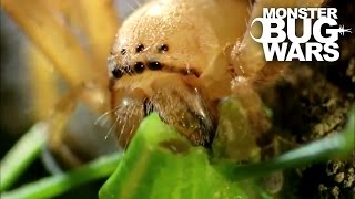 Badge Huntsman Spider Vs Spider Hunting Scorpion  MONSTER BUG WARS [upl. by Barayon512]