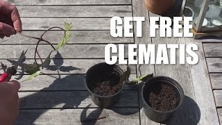 How to take cuttings from a clematis [upl. by Johnsten397]