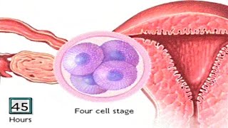 How The Embryo Develops After Fertilisation  Human Development Animation  Zygote Cell Division Vid [upl. by Pellikka]