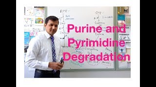 Purine and Pyrimidine Degradation [upl. by Lenehc]