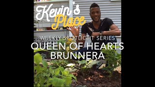 Spotlight Series Queen of Hearts Brunnera [upl. by Nally353]