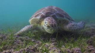 ¿Qué es el buceo  What is scuba diving [upl. by Vaish]