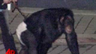 Screaming Chimp Frantic Owner Heard on 911 Call [upl. by Ardnoik584]