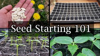 How To Start Vegetable Seeds  The Definitive Guide For Beginners [upl. by Murial603]