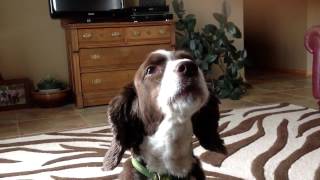 Springer Spaniel Howling [upl. by Magnusson990]