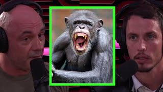 Joe Rogan Talks About Chimp Attacks [upl. by Izzy617]