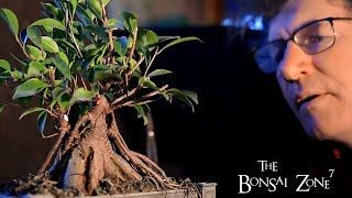 Pruning My Ginseng Ficus Bonsai The Bonsai Zone Dec 2020 [upl. by Ydnik]